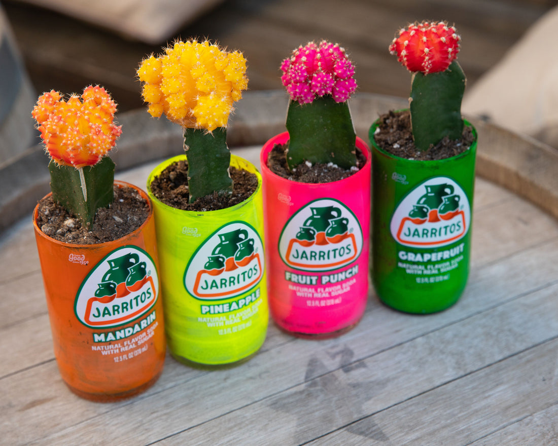 cacti planted in up-cycled glass bottles