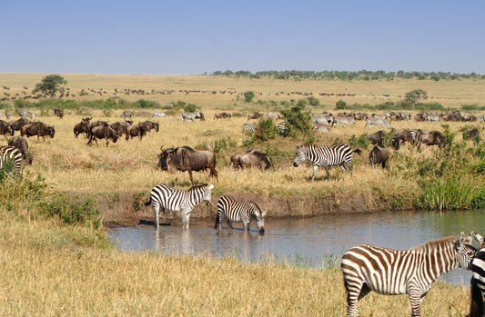 animals by water in sabana