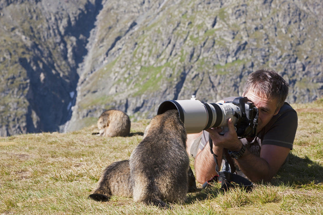 man taking picture of animals in wild