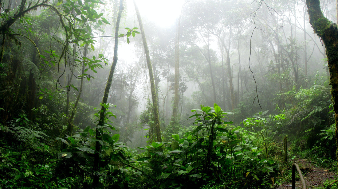 Amazon Rainforest, lush and dense forestation
