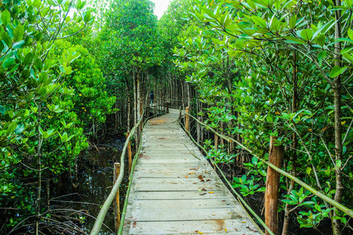 Mangrove Forest